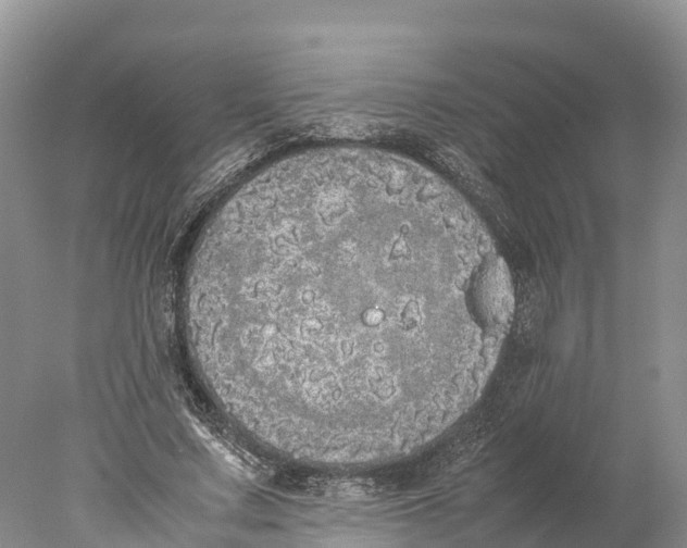 X0000077990683200611171755