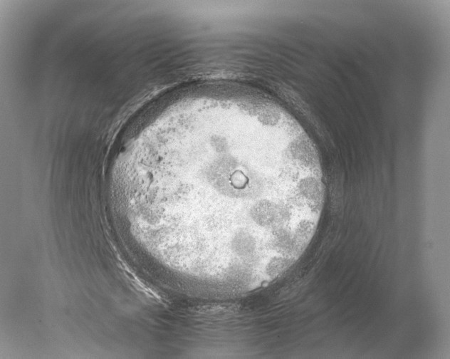 X0000077990721200611171754