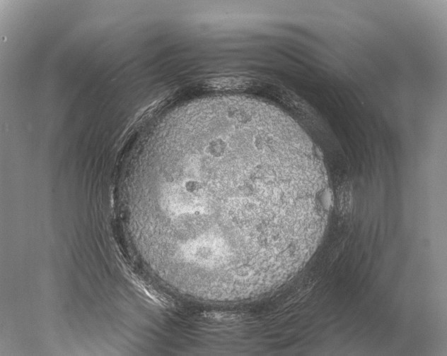 X0000077990733200611171754