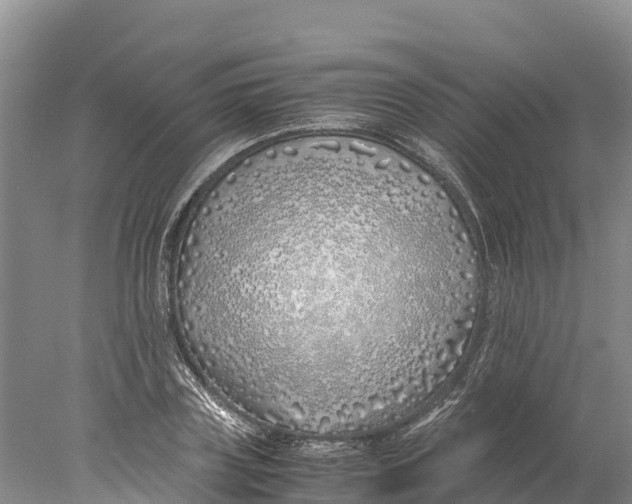 X0000077990835200611171752