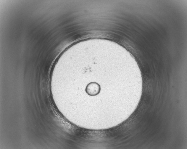 X0000077990836200611171752