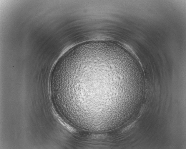 X0000077990843200611171752