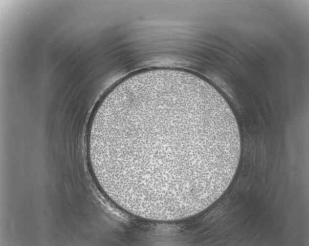 X0000077990848200611171752