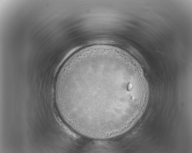 X0000077990852200611171752