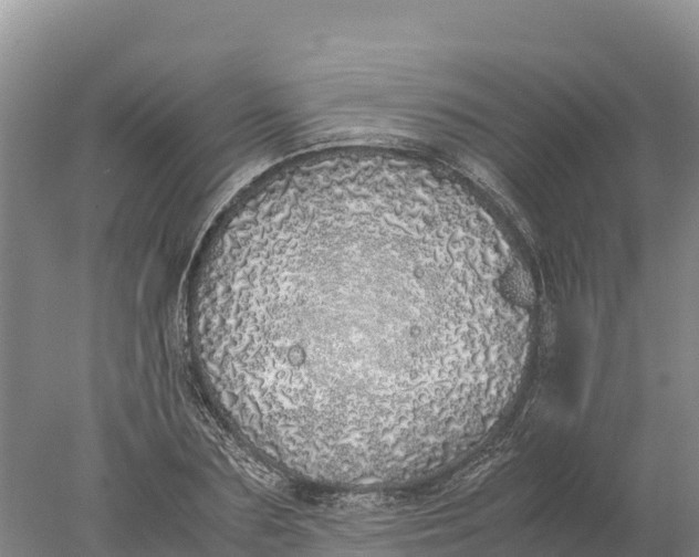 X0000077990883200611171752