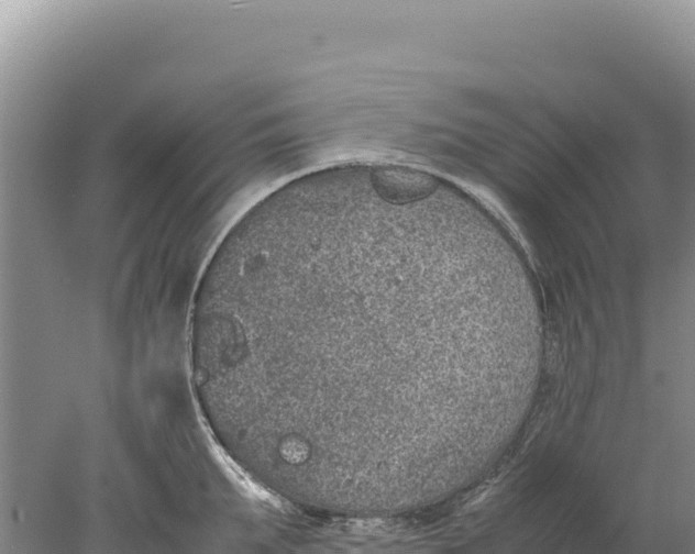 X0000077990903200611171751