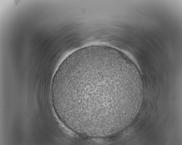 X0000077990911200611171751