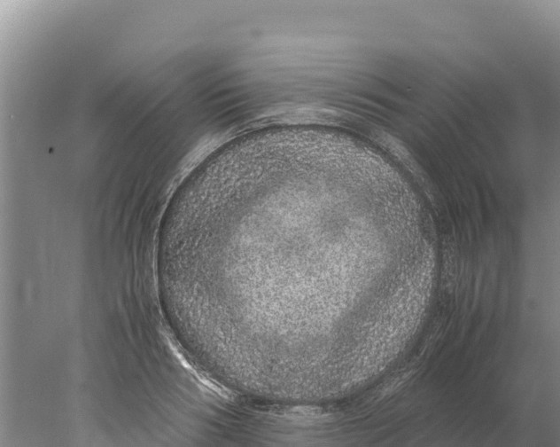 X0000077990986200611171750