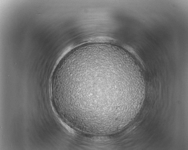 X0000077991083200611171748