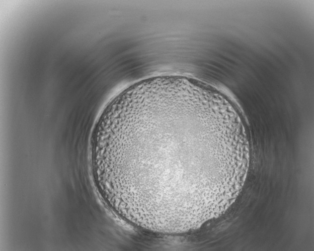 X0000077991096200611171748