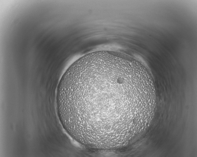 X0000077991103200611171748