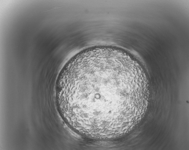 X0000077991287200611171745