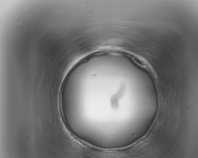 X0000077991295200611171745