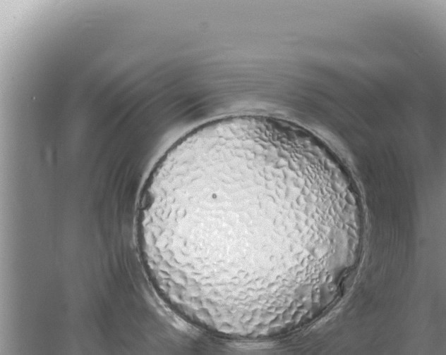 X0000077991296200611171745