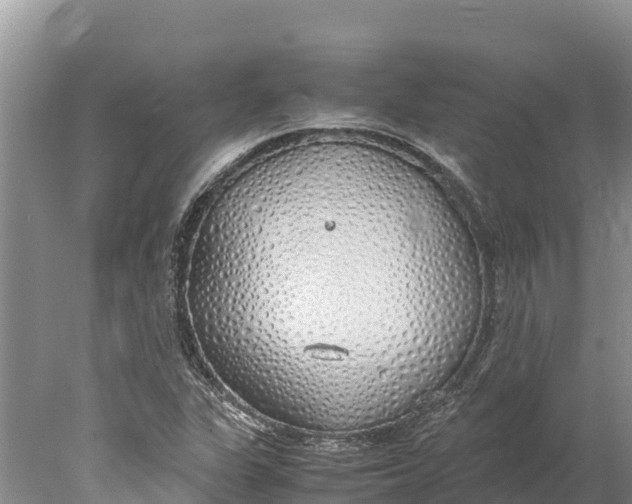 X0000077991311200611171744