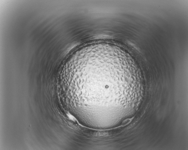 X0000077991313200611171744