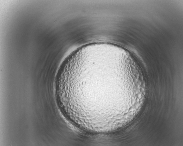 X0000077991424200611171743