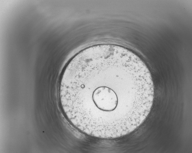 X0000077991514200611171741