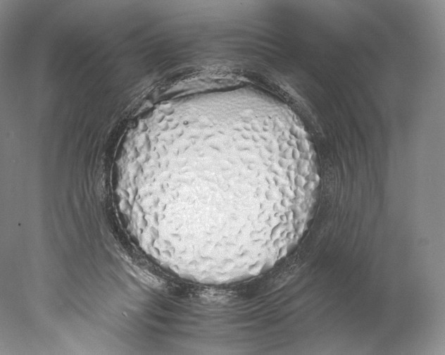 X0000077990261200611251419