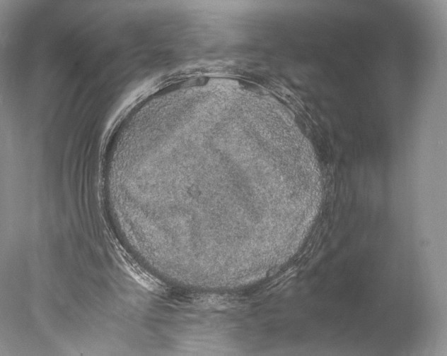 X0000077990293200611251418
