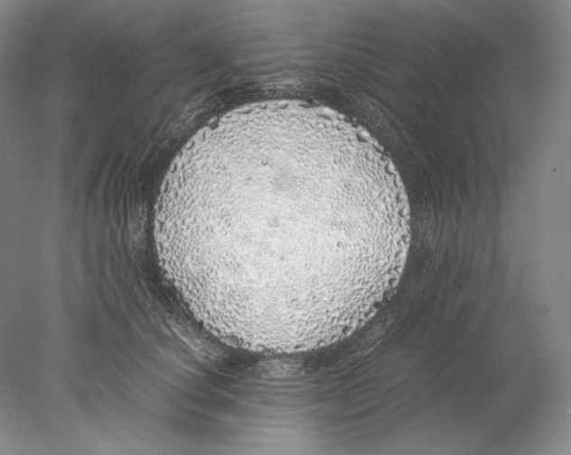X0000077990660200611251413
