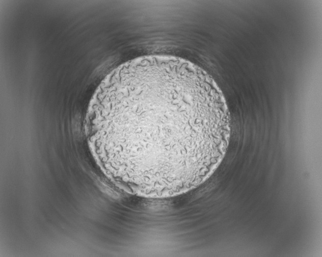X0000077990670200611251413