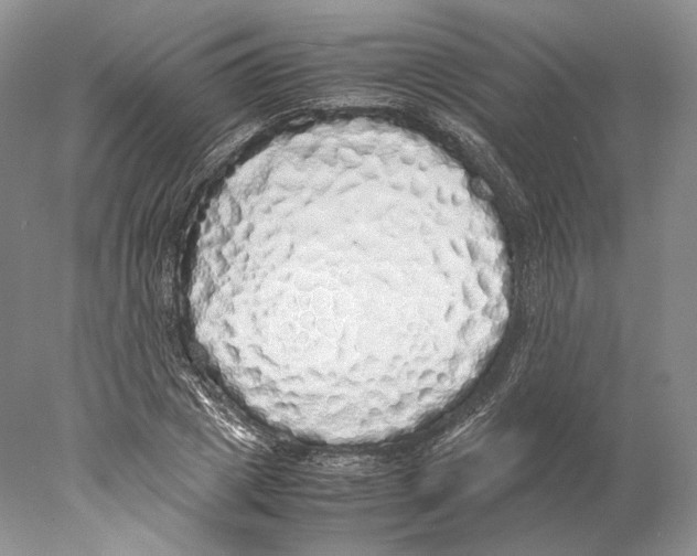 X0000077990833200611251409