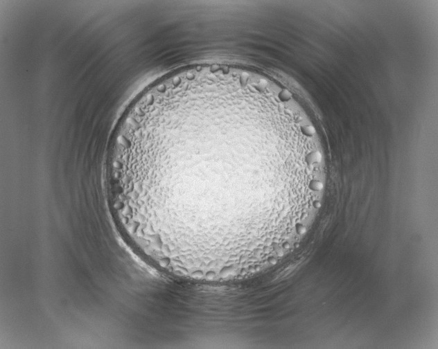 X0000077990855200611251409