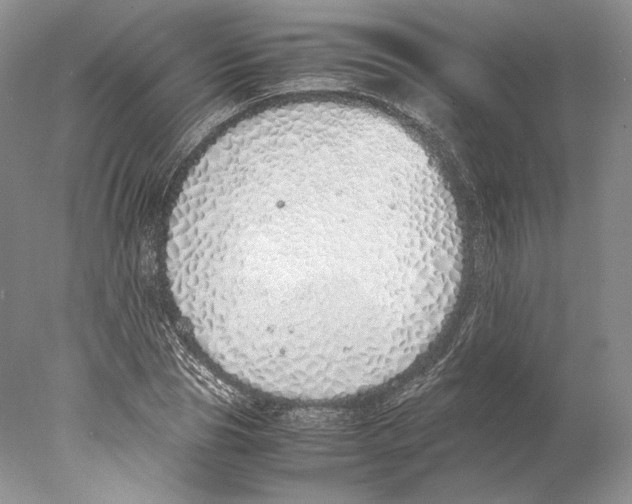 X0000077990929200611251407