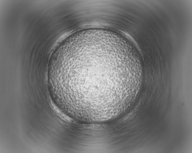 X0000077990938200611251407