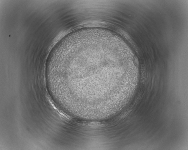 X0000077990986200611251407