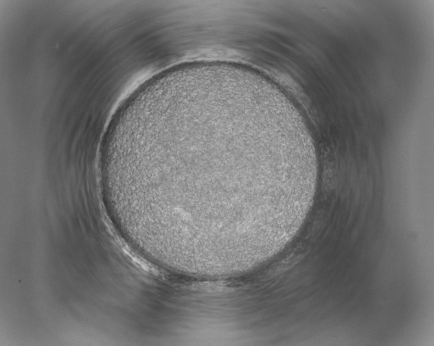 X0000077990990200611251407