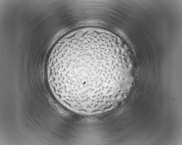 X0000077990994200611251406