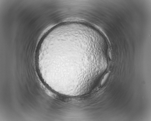 X0000077990995200611251406