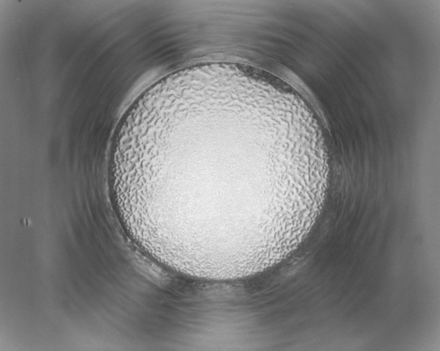 X0000077991002200611251406