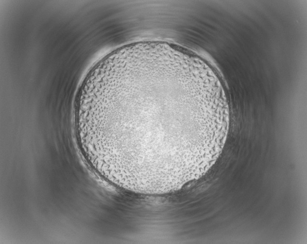X0000077991096200611251405