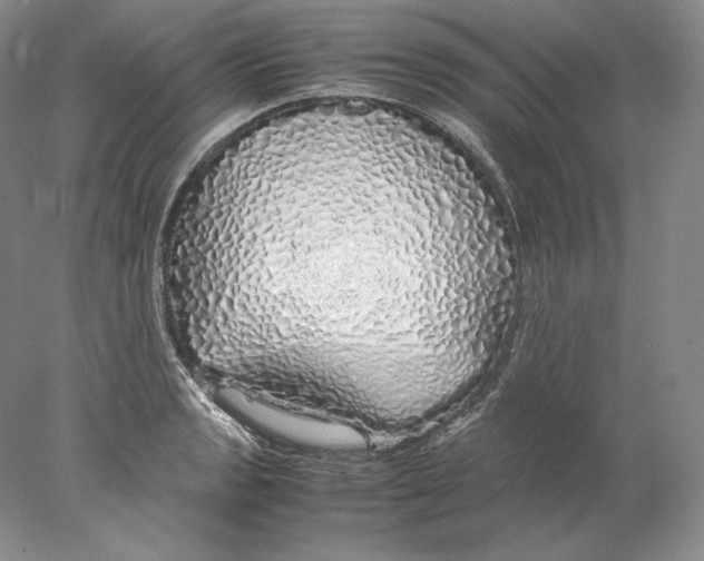 X0000077991133200611251404