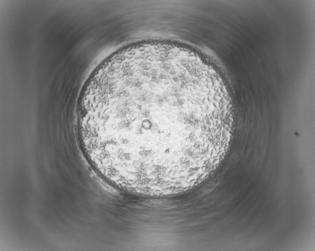 X0000077991287200611251402