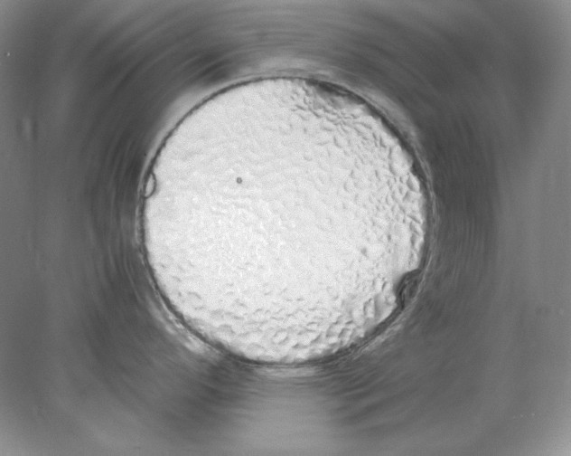 X0000077991296200611251401