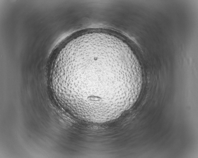 X0000077991311200611251401