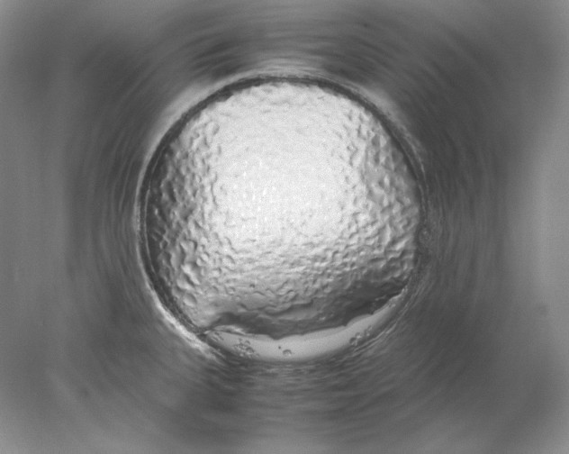X0000077991335200611251401