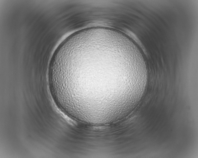 X0000077991339200611251401