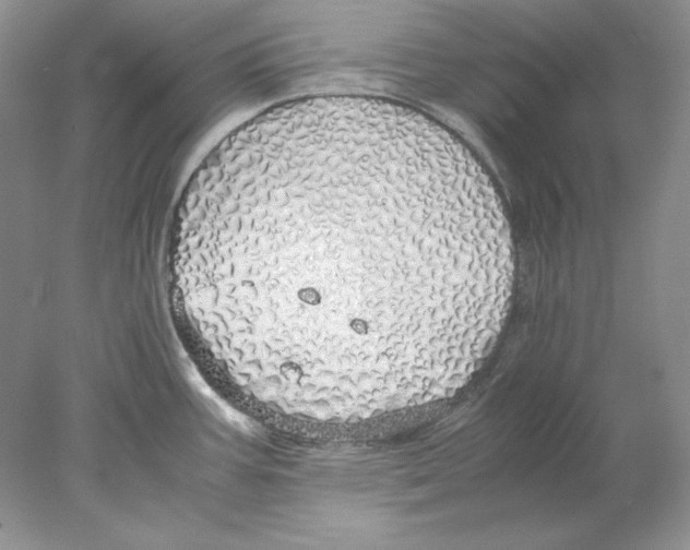 X0000077991387200611251400