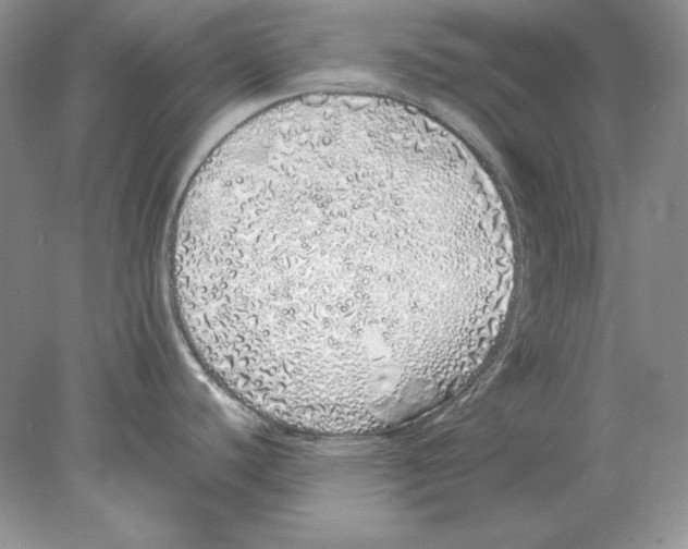 X0000077991440200611251400