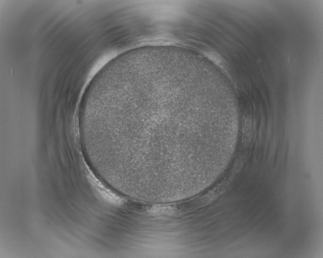 X0000077991466200611251359