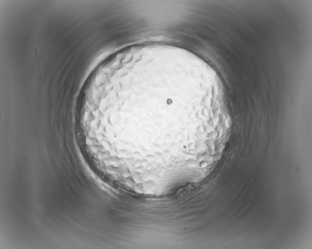 X0000077991483200611251358