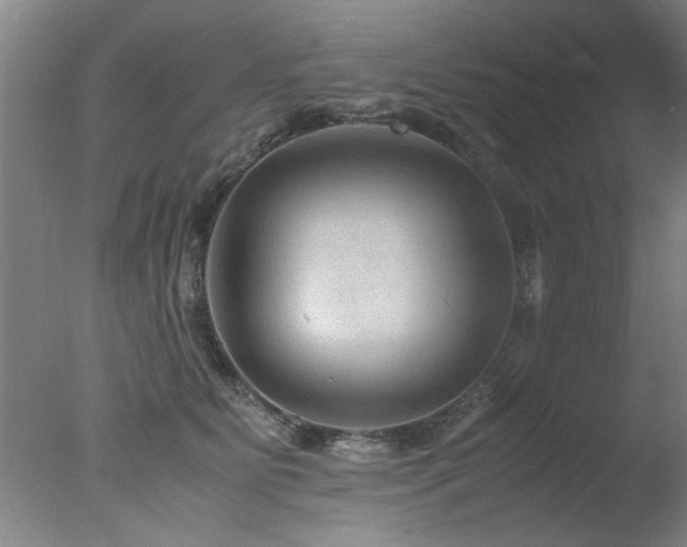 X0000078000515200610271140