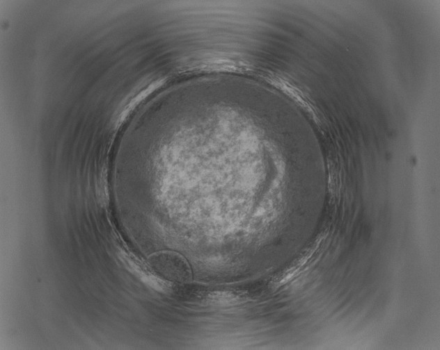 X0000078000390200611031450