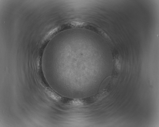 X0000078010668200610271209