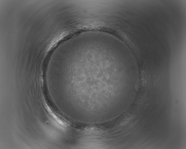 X0000078010634200611031431